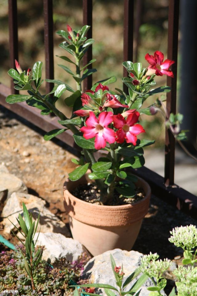 adenium